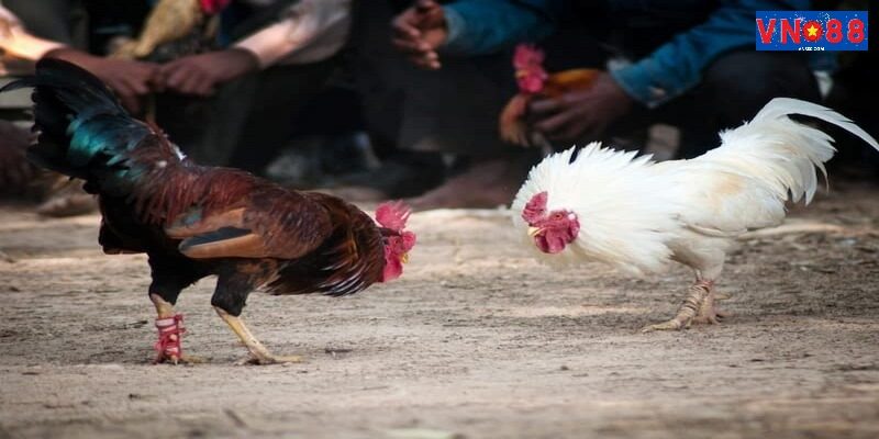 Đá gà tại Philippines đã có mặt từ rất lâu được nhiều người yêu thích tham gia